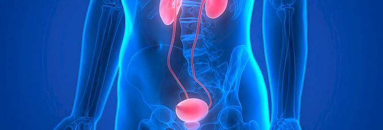 Une image de synthèse représentant le corps humain avec l'appareil urinaire, les reins, la vessie